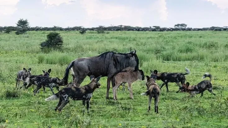 Itinerary help & Central or Eastern Serengeti in February